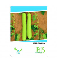 Iris F1 BottleGourd / Lauki 15 Seeds